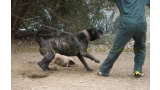 Dogo Canario. Yuma De La Isla De Los Volcanes. Prueba de Trabajo.