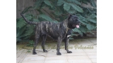 Dogo Canario. Yuma De La Isla De Los Volcanes.