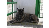 Dogo Canario. Faina De La Isla De Los Volcanes.