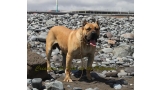 Dogo Canario. Turco De La Isla De Los Volcanes.