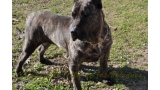 Dogo Canario. Guaira De La Isla De Los Volcanes.