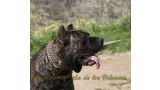 Dogo Canario. FRANCO DE LA ISLA DE LOS VOLCANES con 19 meses.