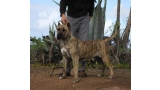 Dogo Canario. Estela De La Isla De Los Volcanes con 16 meses.