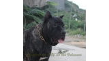 Dogo Canario. Yuma De La Isla De Los Volcanes.