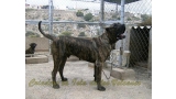 Dogo Canario. Gaucho De La Isla De Los Volcanes.