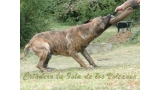 Dogo Canario. Kimbo De La Isla De Los Volcanes.