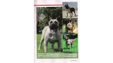 Dogo Canario. Pagina 27.
