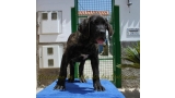 Dogo Canario. FANNY DE LA ISLA DE LOS VOLCANES de cachorra.