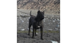 Dogo Canario. FANNY DE LA ISLA DE LOS VOLCANES con 8 meses.