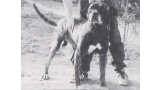 Dogo Canario. Fotos Historicas. Way.