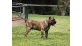 Dogo Canario. Lancelot De La Isla De Los Volcanes.