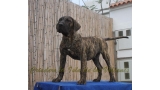 Dogo Canario. Faraon De La Isla De Los Volcanes con 4 meses.