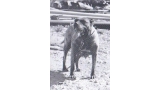 Dogo Canario. Fotos Historicas. Tara.