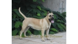 Dogo Canario. Vera I De La Isla De Los Volcanes.