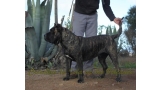 Dogo Canario. FANNY DE LA ISLA DE LOS VOLCANES.