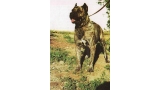 Dogo Canario. Anaga.