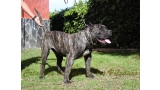 Dogo Canario. Cacho De La Isla De Los Volcanes.