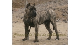 Dogo Canario. Taison De La Isla De Los Volcanes.