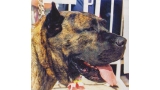 Dogo Canario. Barón.