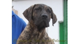 Dogo Canario. Faraon De La Isla De Los Volcanes de cachorro.