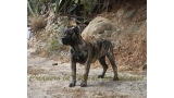 Dogo Canario. Havana De La Isla De Los Volcanes.