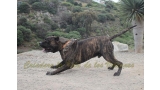 Dogo Canario. FRANCO DE LA ISLA DE LOS VOLCANES.