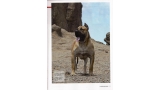 Dogo Canario. Pagina 11.