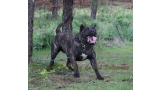 Dogo Canario. FANNY DE LA ISLA DE LOS VOLCANES con 20 meses.