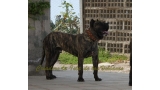 Dogo Canario. Faraon De La Isla De Los Volcanes con 20 meses.