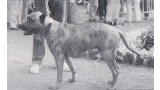 Dogo Canario. Fotos Historicas. Volcan.