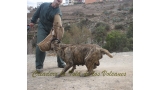 Dogo Canario. Faina De La Isla De Los Volcanes. Prueba de Caracter.
