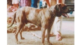 Dogo Canario. Fotos Historicas. Felo.