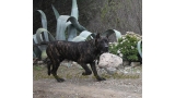 Dogo Canario. FRANCO DE LA ISLA DE LOS VOLCANES de cachorro.