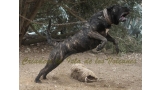 Dogo Canario. Yuma De La Isla De Los Volcanes. Prueba de Trabajo.