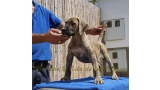 Dogo Canario. Estela De La Isla De Los Volcanes de cachorra.