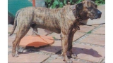 Dogo Canario. Fotos Historicas. Mayan.