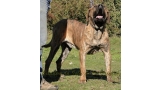 Dogo Canario. Kimbo De La Isla De Los Volcanes.