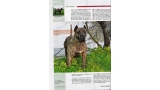 Dogo Canario. Pagina 26.