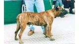 Dogo Canario. Verdugo.