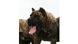 Dogo Canario. Faraon De La Isla De Los Volcanes en 2016.