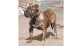 Dogo Canario. Cora De Presas Yeyfe.