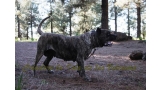 Dogo Canario. Faina De La Isla De Los Volcanes en 2015.