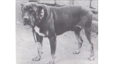 Dogo Canario. Fotos Historicas. Derby.