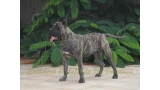 Dogo Canario. Haria De La Isla De Los Volcanes.