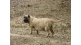 Dogo Canario. Duna De La Isla De Los Volcanes.