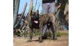 Dogo Canario. Faraon De La Isla De Los Volcanes con 17 meses.