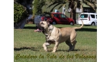 Dogo Canario. Agora De Isla De Los Volcanes.