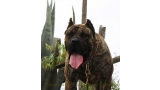 Dogo Canario. Faraon De La Isla De Los Volcanes.