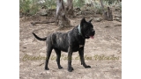 Dogo Canario. Yuma De La Isla De Los Volcanes con 18 meses.