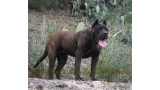 Dogo Canario. Pantera De La Isla De Los Volcanes.
